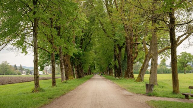fortschritts-kompass-1745845777807-staerkung-des-baumschutzes